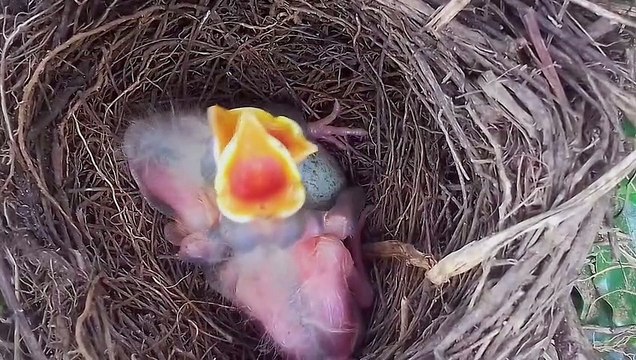 FILHOTES SABIÁ LARANJEIRA