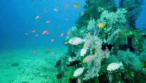 My 6 favorite  Scuba diving sites in Bali_