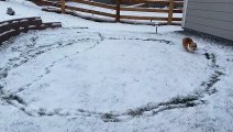 Corgi Runs in Circles After Seeing Snow for First Time