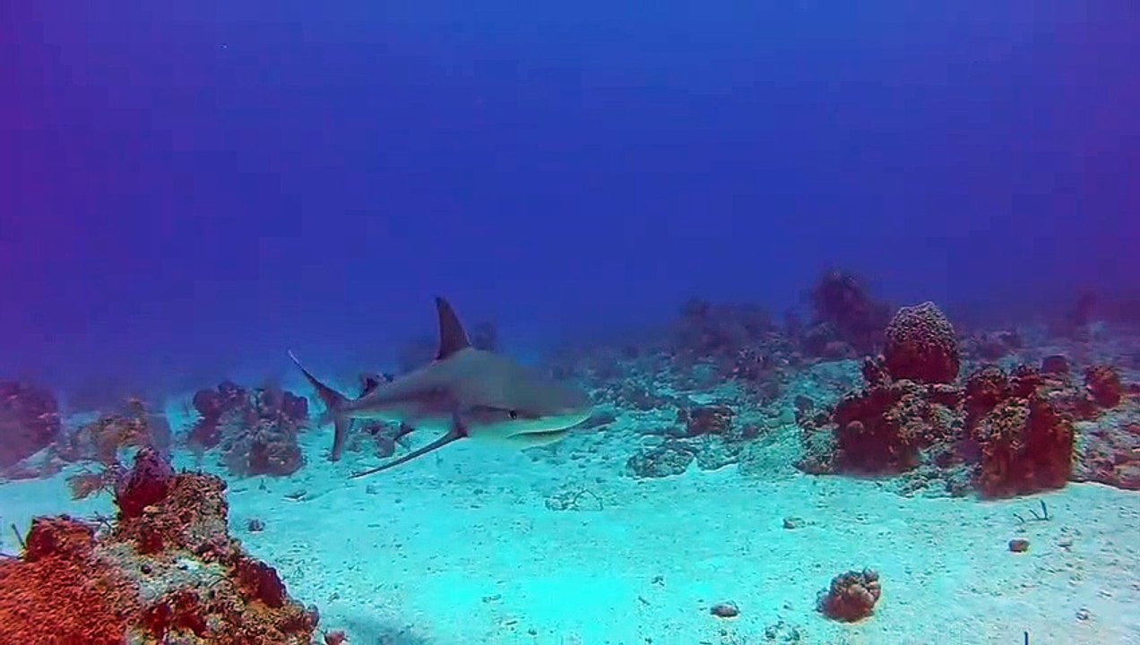 Shark Eats Go Pro 1080p_HD