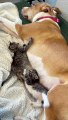 Ginger the Pitbull Is the Best Foster Mom to Kittens
