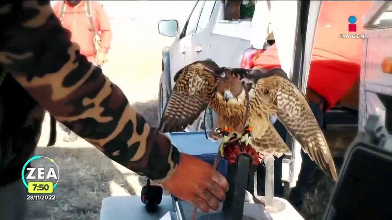 Cetrería: el entrenamiento aves rapaces