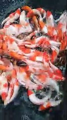 Ikan koi