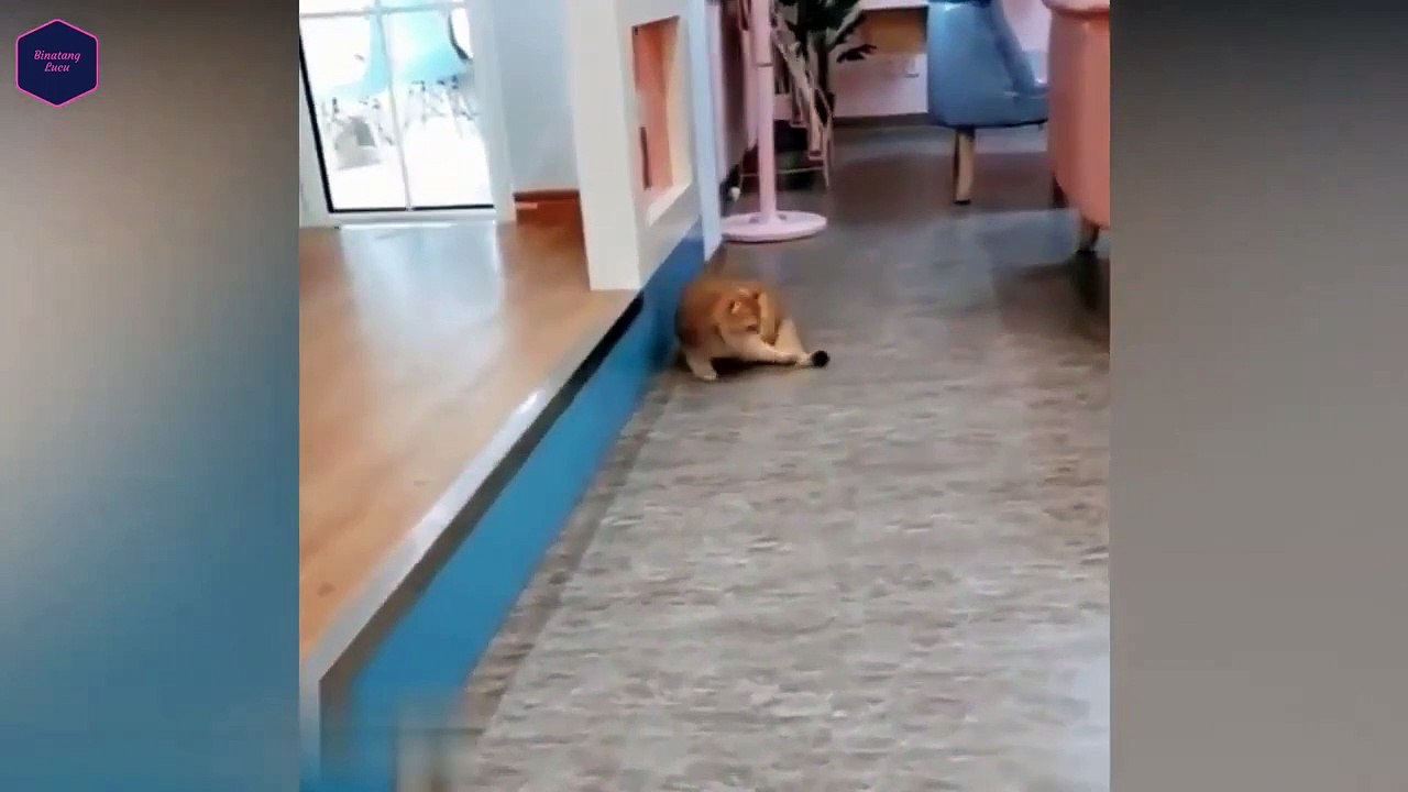 collection of cute cats in 2022