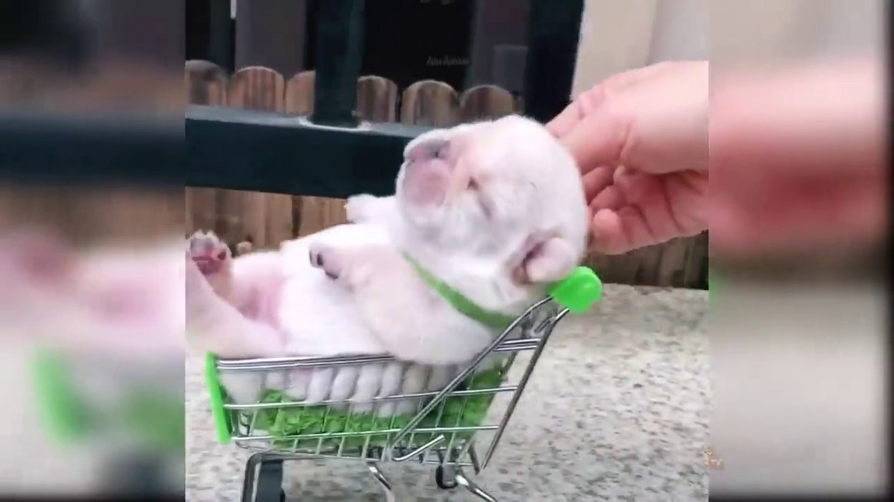 Cute Baby Dogs Has Funny Moments
