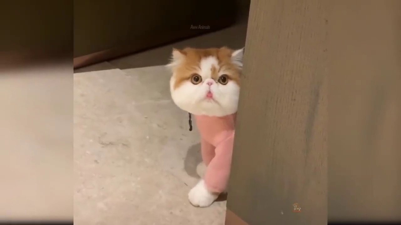Funny Cats Has Playing Momemnts