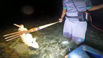 Nyuluh waktu air laut surut kering malam hari dan menombak ikan Grouper raksasa