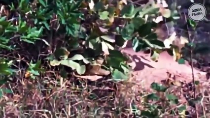 Detik² Singa Nyaris Di Mangsa Ular Piton, Endingnya Tak Disangka Si Piton Jadi Begini