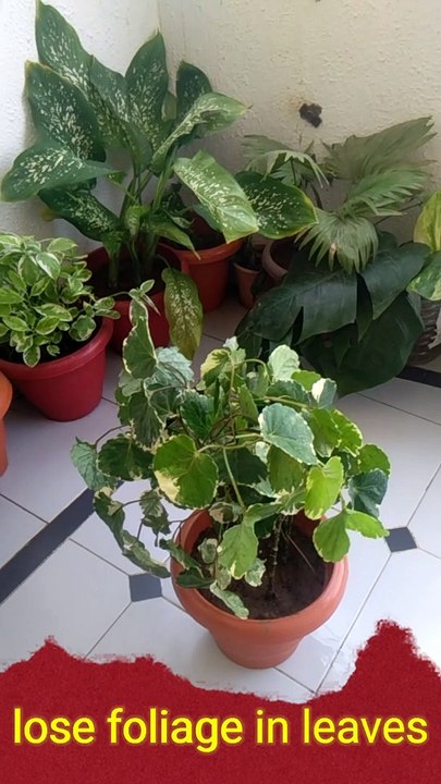 ARALIA leaves fall down./leaves problem and solution.