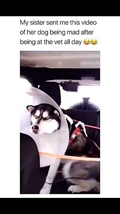 Funny Memes Compilation