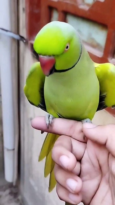 Talkingparrot