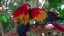 Amazing Love Bird Parrot Video | Parrot Free Stock Footage | Birds No Copyright Free Stock Footage