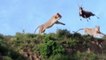 VIDEO: बचने के लिए पहाड़ी से कूदा हिरण, शेरनी ने हवा में छलांग लगा कर दिया काम तमाम