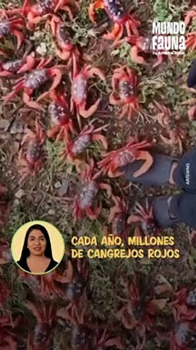 Migración masiva: millones de cangrejos rojos invaden las calles de Australia