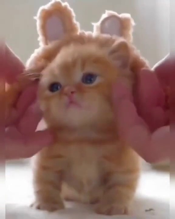 Little cat