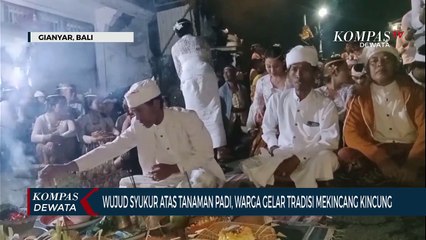 Tradisi Mekincang Kincung, Wujud Syukur Padi Yang Subur
