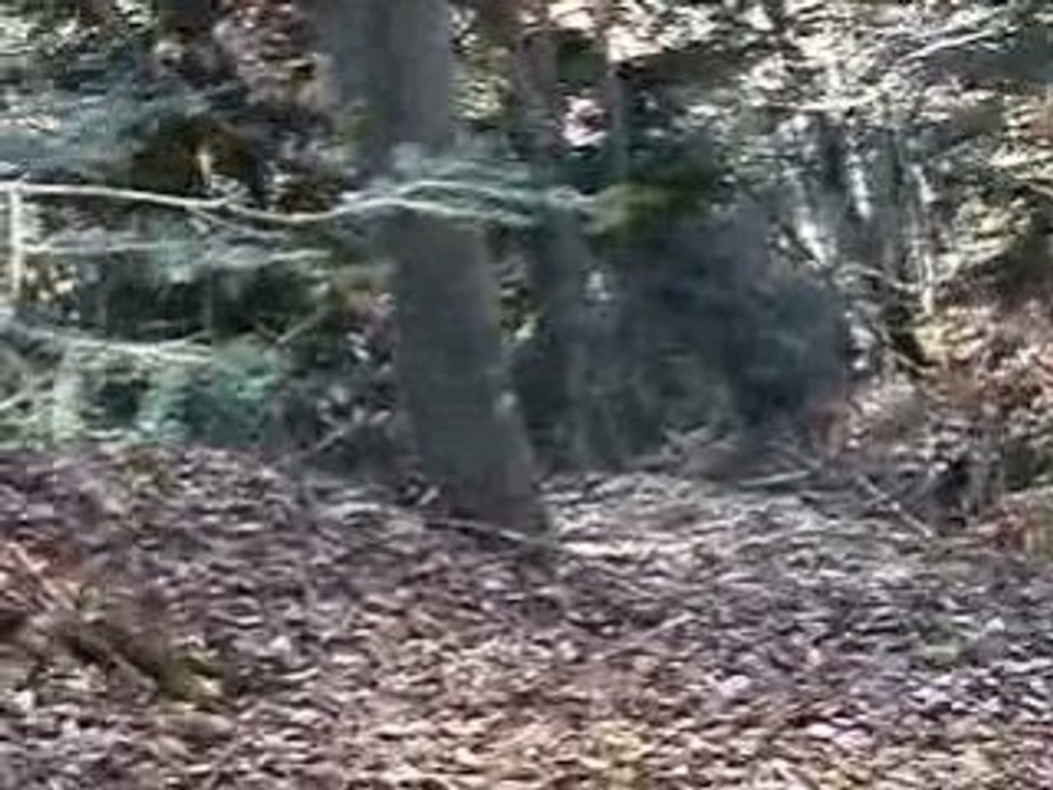 QUAD EXTREM DU LIGNON