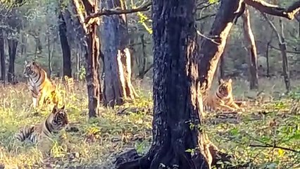 शक्ति ने शावकों के साथ उठाया शिकार का लुत्फ