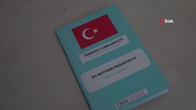 Kedi ve köpek sahipleri dikkat: Yasal süre 31 Aralık'ta doluyor