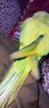 Parrot Talking | Green Parrot with Children Masti Beautiful Parrot   #Parrot #Parrottallking