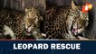 Leopard rescued by forest staff from near Dwarka