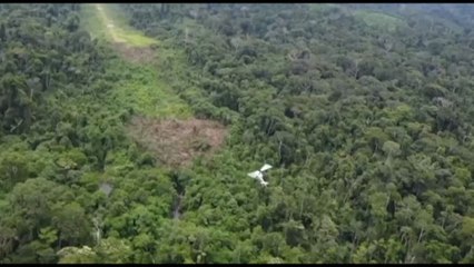 Perù: Polizia Smantella Pista d'Atterraggio dei Narcotrafficanti ✈️