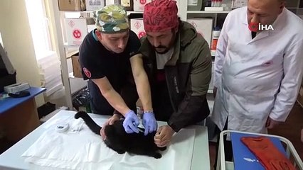 Kedi ve köpek sahipleri dikkat! Son 6 gün kaldı