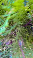 omi (@shamima_afrinomi) Official TikTok - Watch omi's Newest TikTok Videos_10