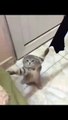 cute kitten | kitten videos