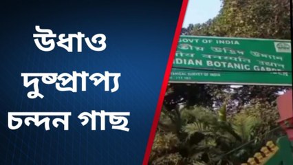 হাওড়া: চুরি দুষ্প্রাপ্য চন্দন গাছ! বিস্ফোরক অভিযোগ বোটানিক্যাল গার্ডেন কর্তৃপক্ষের বিরুদ্ধে