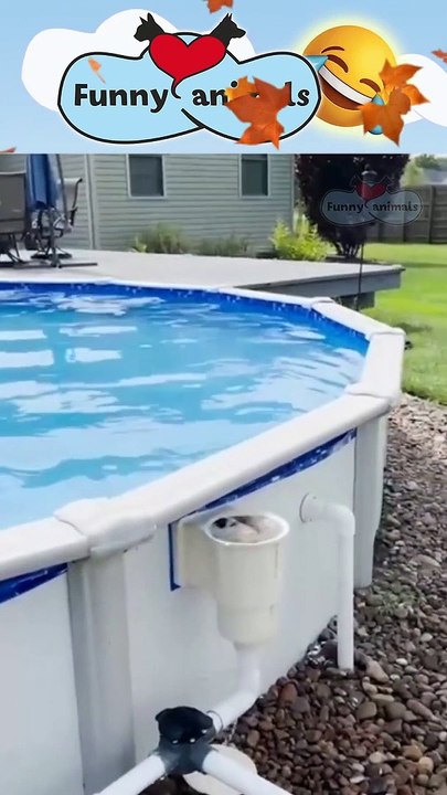 Funny Animals Video Compilation 2022  Cute and funny pets compilation shorts