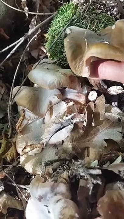 Petik jamur di tepi hutan
