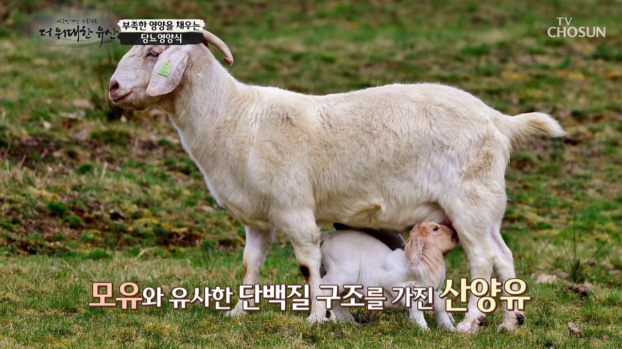 당뇨 환자들의 필수 식품! 【 산양유로 만든 당뇨 영양식 】 TV CHOSUN 202...