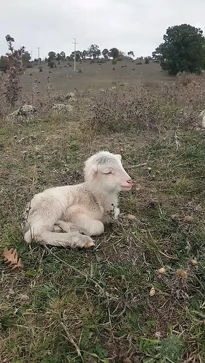 Small lamb so sleepy