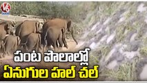 Elephants Destroy Coconut Trees & Paddy Farms In Chittoor | AP | V6 News