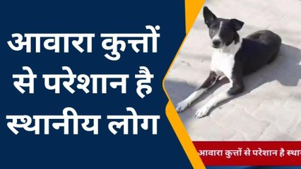 मैनपुरी: आवारा कुत्तों के आतंक से भयभीत दिख रहे लोग, देखें वीडियो