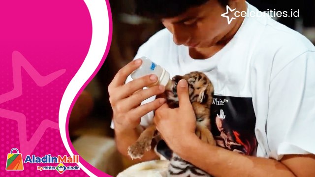 Begini Cara Alshad Ahmad Menyusui Bayi Harimau, Bikin Gemas!