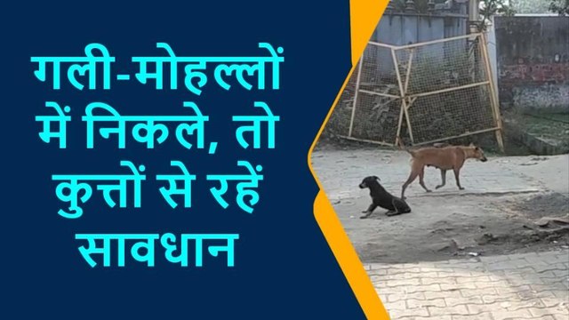 लखीमपुर खीरी:आवारा कुत्तों के आतंक से लोगों में दहशत,जानिए किसे ठहराया दोषी