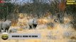 10 Wild Buffalo Battle Rhino - Uncompromising Fight Of Giants   Animal Fights (3)