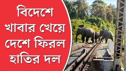 বিদেশে খাবার খেয়ে দেশে ফিরল হাতির দল