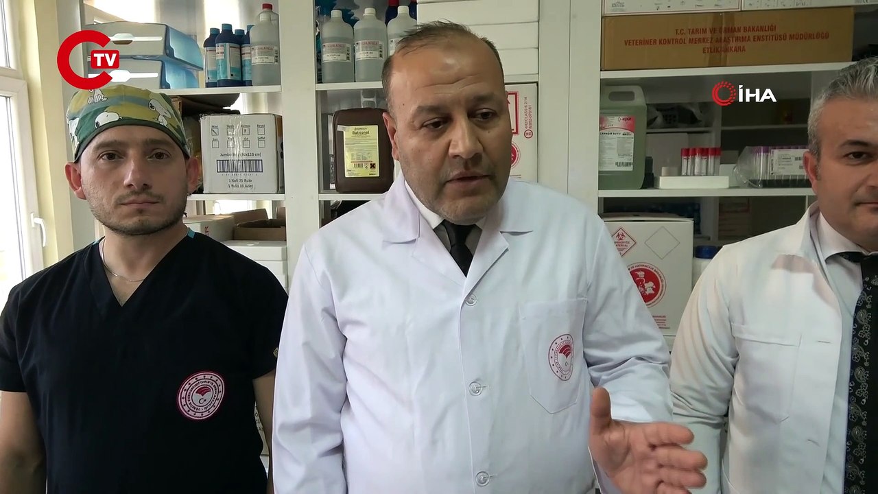 Kedi ve köpek sahipleri dikkat! Yasal süre doluyor