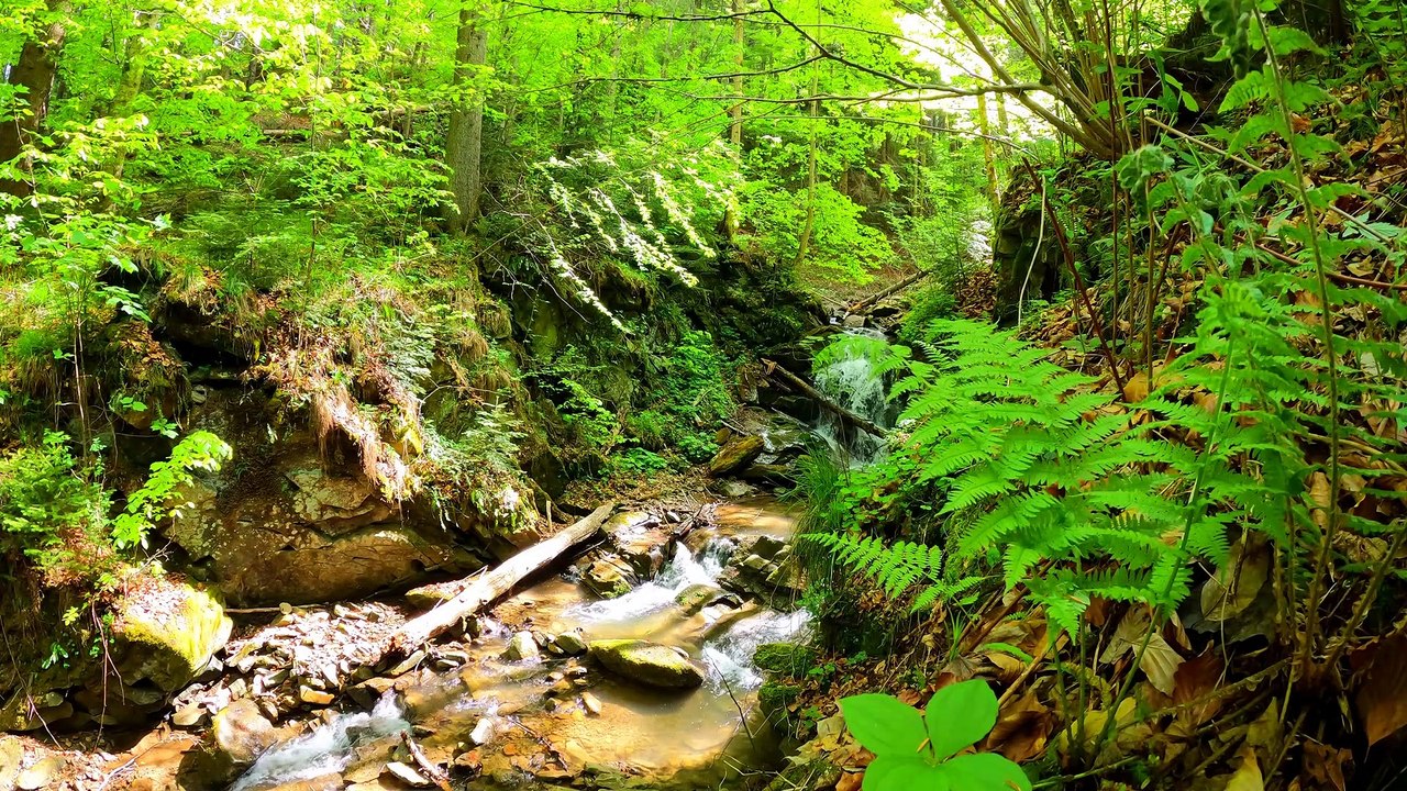 In the Forest