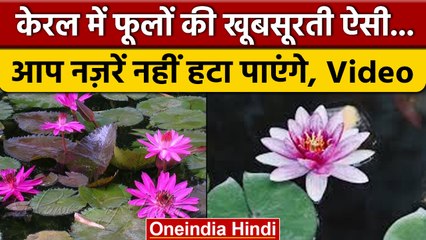 Kerala में मिलने वाले लाल आमेल के फूल से नहीं हटा सकेंगे नज़रें, watch video | वनइंडिया हिंदी#Shorts