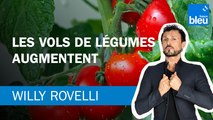 Les vols de légumes augmentent - Le billet de Willy Rovelli