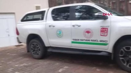 BİTKİN BULUNAN ÇÖL VARANI TEDAVİYE ALINDI