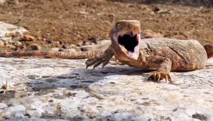 Nesli tükenme tehlikesindeki ''canavar'' Türkiye'de bulundu