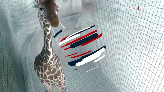 Kamerayı fark eden sevimli zürafanın hareketleri izlenme rekoru kırdı