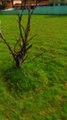 What if you could fly through the trees? What would you see...? Sydney Australia Drone View.