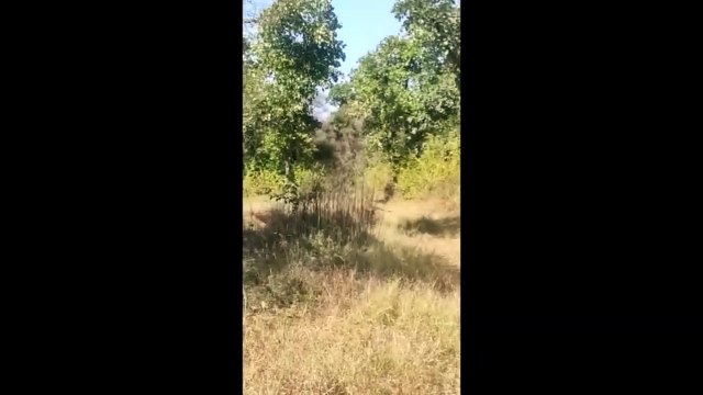 Panther in city : महल वाले पैंथर ने जंगल में लगाई छलांग, पल भर में आंखों से हो गया ओझल...वीडियो में दे​खिए, जंगल में कैसे दौड़ा पैंथर