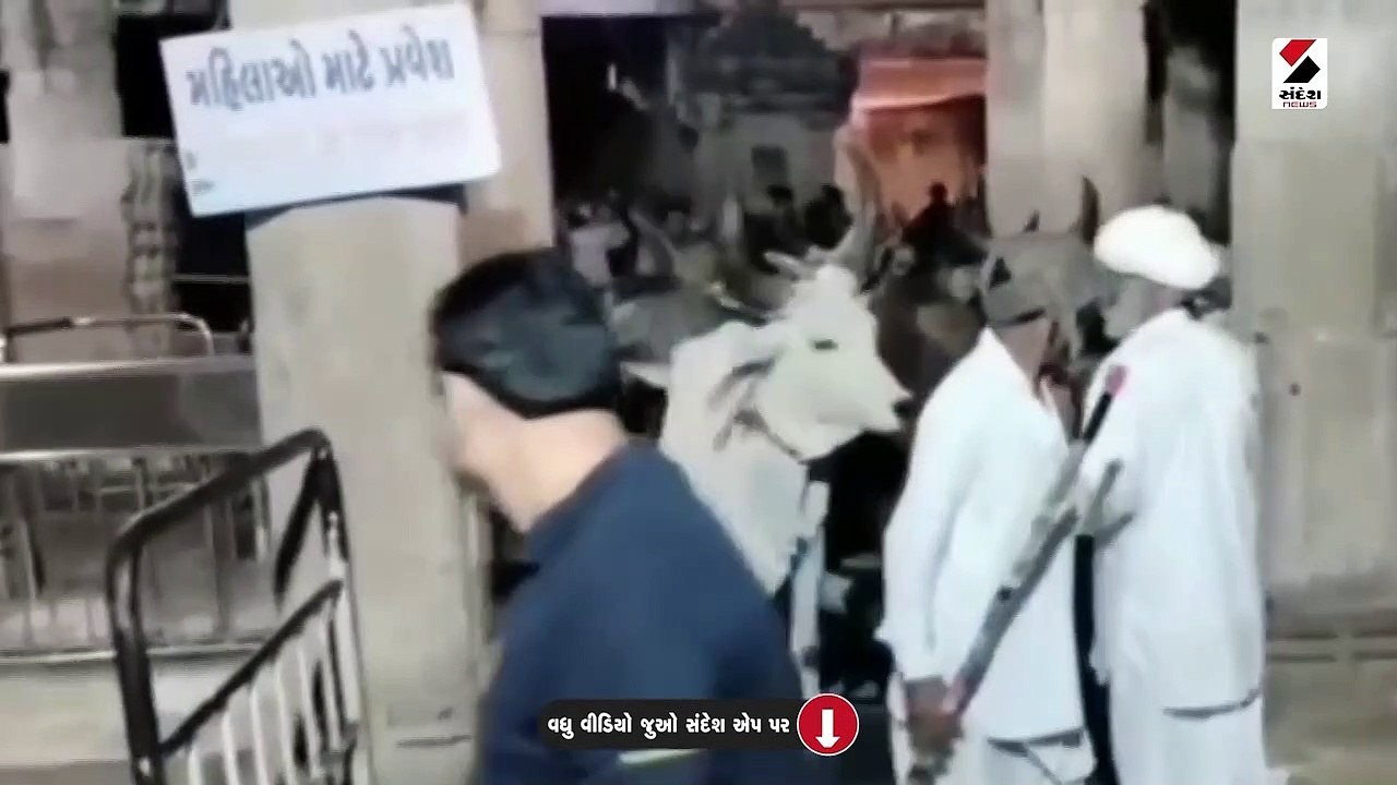 450 કિલોમીટરનું અંતર કાપીને 5 ગોવાળ અને 25 ગાય દ્વારકા પહોંચી
